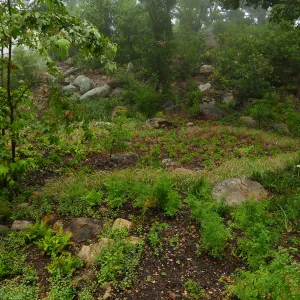 Wooded Dell