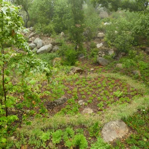 Wooded Dell