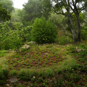 Wooded Dell