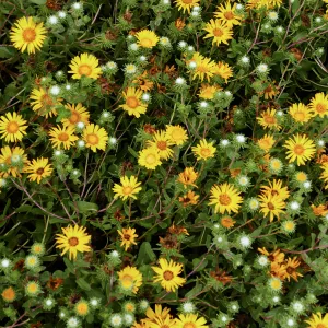 Grindelia stricta