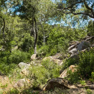 Wooded Dell