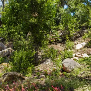 Wooded Dell