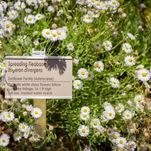 Spreading Fleabane