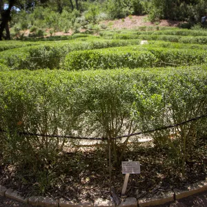 Centennial Maze