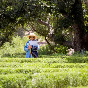 Cultivating the Wild: Native Gardens Tour and 90th Birthday Celebration, Centennial Maze