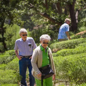 Cultivating the Wild: Native Gardens Tour and 90th Birthday Celebration, Centennial Maze