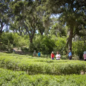 Cultivating the Wild: Native Gardens Tour and 90th Birthday Celebration, Centennial Maze