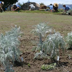 Volunteers and staff planting the new Island View Garden