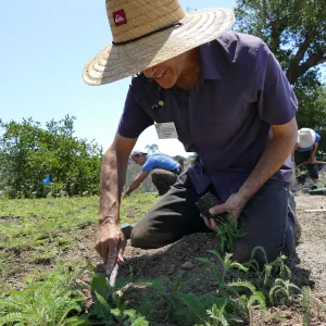 Volunteers and staff planting the new Island View Garden