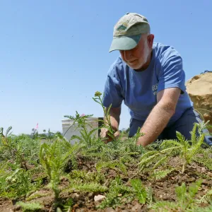 Volunteers and staff planting the new Island View Garden