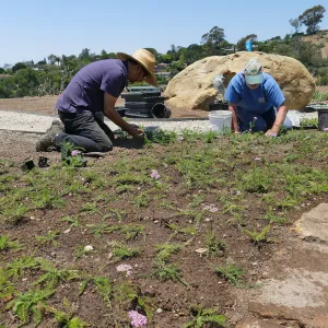 Volunteers and staff planting the new Island View Garden