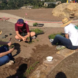 Volunteers planting the new Island View Garden