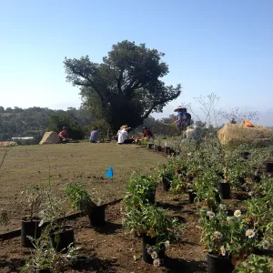 Volunteers and staff planting the new Island View Garden