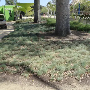 Natural History Museum of Los Angeles, Nature Gardens, Festuca