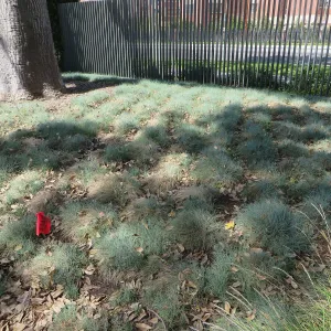 Natural History Museum of Los Angeles, Nature Gardens, Festuca