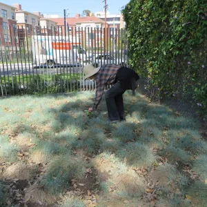Natural History Museum of Los Angeles, Nature Gardens, Festuca