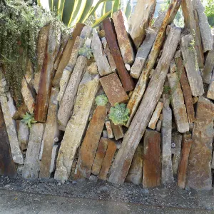 Natural History Museum of Los Angeles, Nature Gardens, Rock Walls with Dudleya (liveforevers)