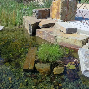 Natural History Museum of Los Angeles, Nature Gardens, Pond