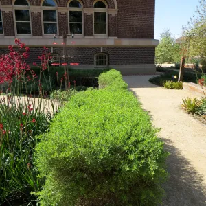 Natural History Museum of Los Angeles, Nature Gardens, Baccharis â€˜Centennial' hedge