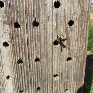 Natural History Museum of Los Angeles, Nature Gardens, Bee Motel