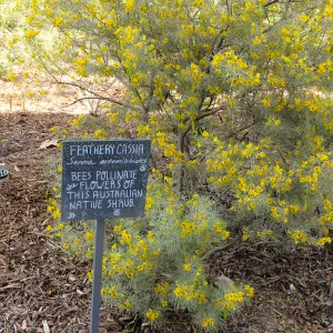 Natural History Museum of Los Angeles, Nature Gardens, Feathery Cassia