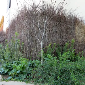 Natural History Museum of Los Angeles, Nature Gardens, Compost Wall