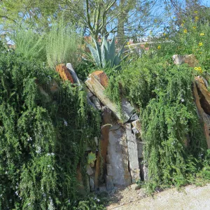 Natural History Museum of Los Angeles, Nature Gardens, Rosemary spilling over rock wall with Agave and Dudleya