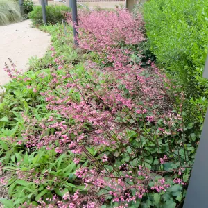 Natural History Museum of Los Angeles, Nature Gardens, Heuchera