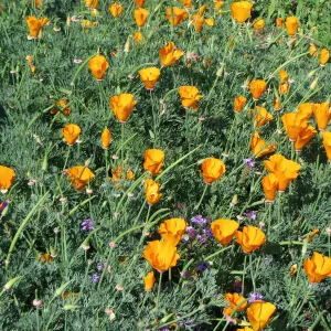 SBBG Poppies and Verbena