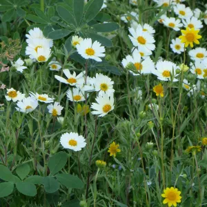 SBBG, White Tidy Tips, Gold Fields & Succulent Lupine