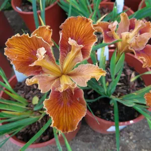 Iris â€˜Patricks Copper'