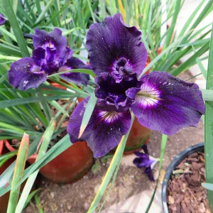 Iris, needs identification