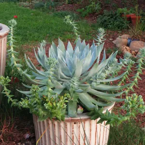 Betsy Collins home garden, Dudleya brittonii
