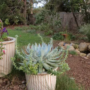 Betsy Collins home garden, Dudleya brittonii