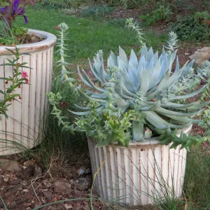 Betsy Collins home garden, Dudleya brittonii