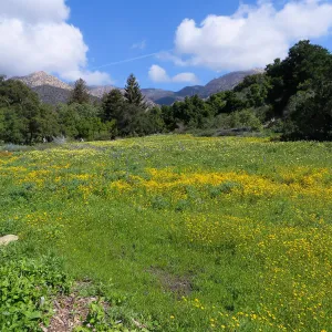SBBG Meadow, Goldfields, Tidy Tips, Succulent Lupine