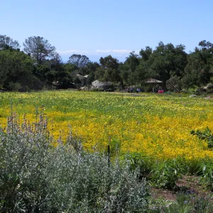 SBBG Meadow, Goldfields, Tidy Tips, Succulent Lupine