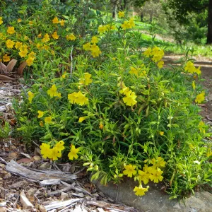 SBBG, Porter Trail, Mimulus â€˜Jelly Bean Gold' & â€˜Jelly Bean Yellow'