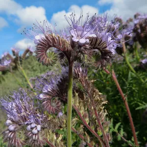 SBBG, Porter Trail, Phacelia