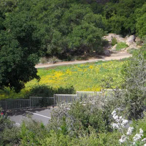 SBBG,Looking across parking lot to to the Meadow.