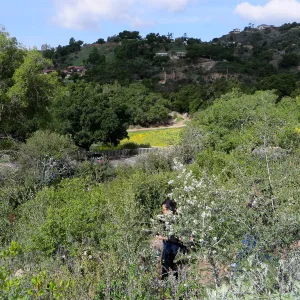 SBBG, Meadow, Gold Fields, Succulent Lupine, Tidy Tips
