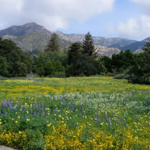 SBBG, Meadow, Gold Fields, Succulent Lupine, Tidy Tips