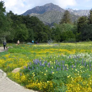 SBBG, Meadow, Gold Fields, Succulent Lupine, Tidy Tips