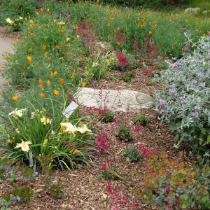 SBBG, Ground Cover display, Heuchera (Alumroot), Iris, Poppies, Salvia (Sage)