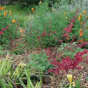 SBBG, Ground Cover display, Heuchera (Coral bells), Iris, Poppies, Salvia (sage)