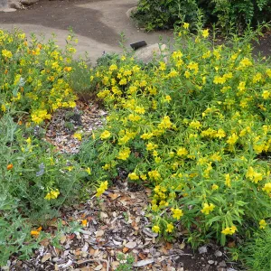SBBG, Ground Cover display, Mimulus â€˜Jelly Bean Yellow', Poppies