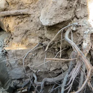 SBBG Sewer work, Mission Cyn Rd