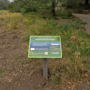 SBBG Meadow revival project