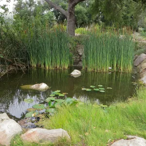 SBBG Pond with Cat Tails and Lily Pads