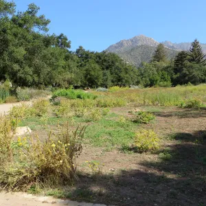 SBBG Meadow